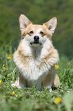 CORGI PEMBROKE 617